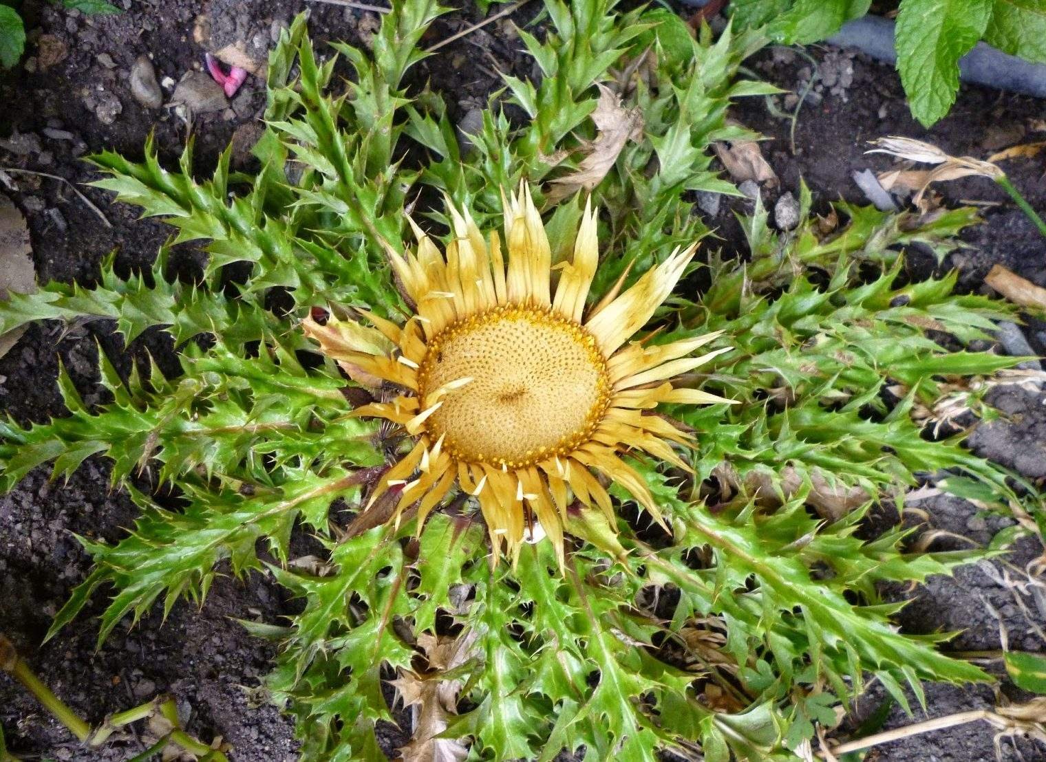 Eguzkilore - Carlina Acaulis o Cardo plateado una flor legendaria