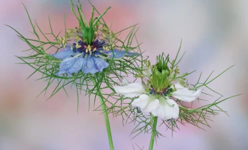 ¿Cómo se cultiva el comino en casa y en el campo?